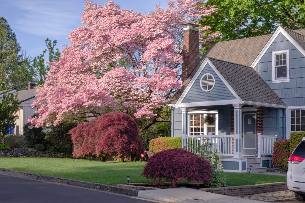 A blue suburban house with a front porch surrounded by landscaped gardens. A large pink flowering tree and red shrubs are visible in the yard, with a paved path leading to the street.